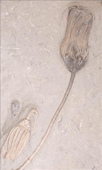 Picture of Paradichocrinus polydactylus first specimen