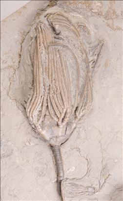 Picture of Paradichocrinus polydactylus third specimen