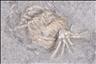 Picture of Cercidocrinus cirrifer next to Eretmocrinus tentor train wreck