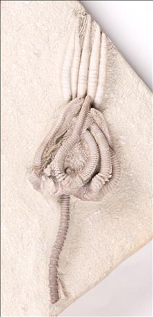 Picture of Scytalocrinus decadactylus with Agaricocrinus americanus