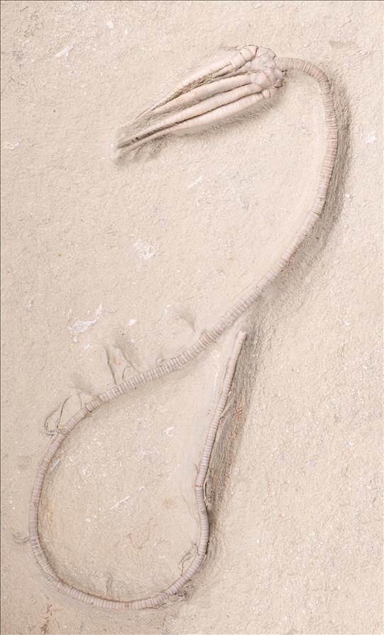 Picture of Parascytalocrinus validus