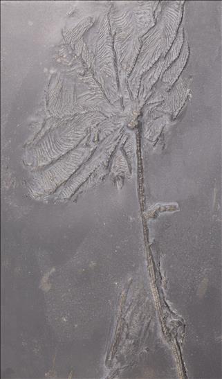 Picture of Imitatocrinus gracilior