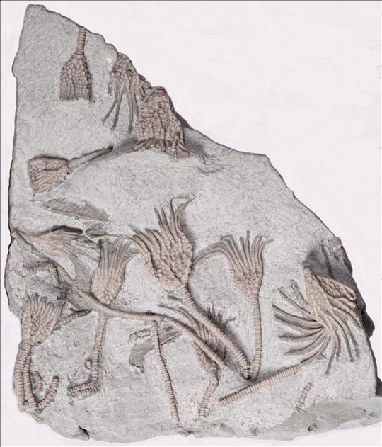 Picture of Glyptocrinus decadactylus plate