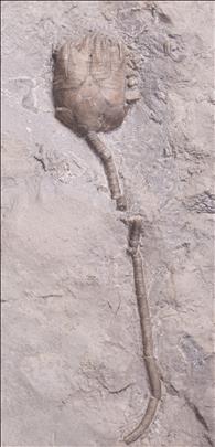 Picture of Lecanocrinus macropetalus