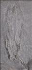 Picture of Bactrocrinus jaekeli