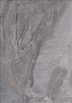Picture of Rhadinocrinus dactylus