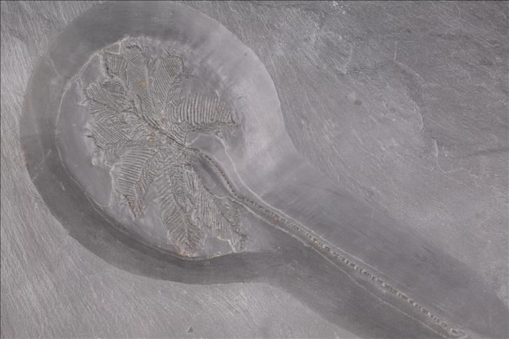 Picture of Hapalocrinus elegans