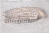 Picture of Halysiocrinus tunicatus