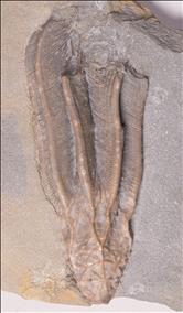 Picture of Periglyptocrinus astricus