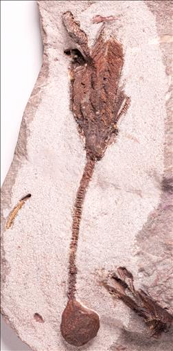 Picture of Undescribed crinoid #1 sp.