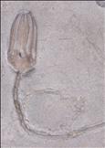 Picture of Gazacrinus sp.