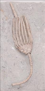 Picture of Macrocrinus mundulus
