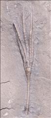 Picture of Ectenocrinus simplex