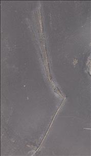 Picture of Triacrinus elongatus