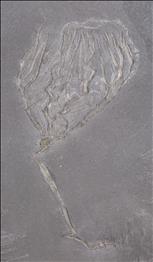Picture of Rhadinocrinus nanus