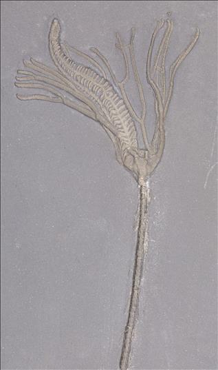 Picture of Lecythocrinus eifelianus