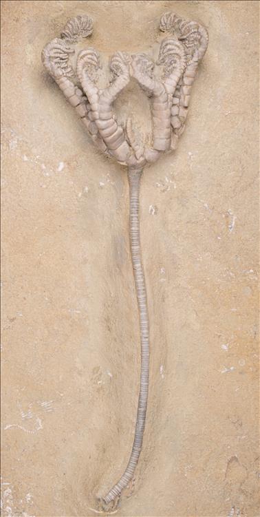 Picture of Onychocrinus ulrichi