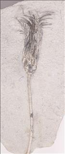 Picture of Parisocrinus crawfordvillensis