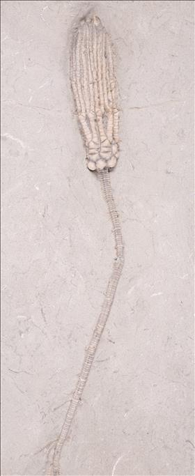 Picture of Abrotocrinus coreyi