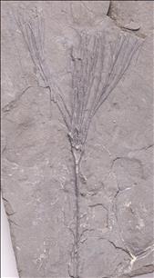 Picture of Dendrocrinus sp.