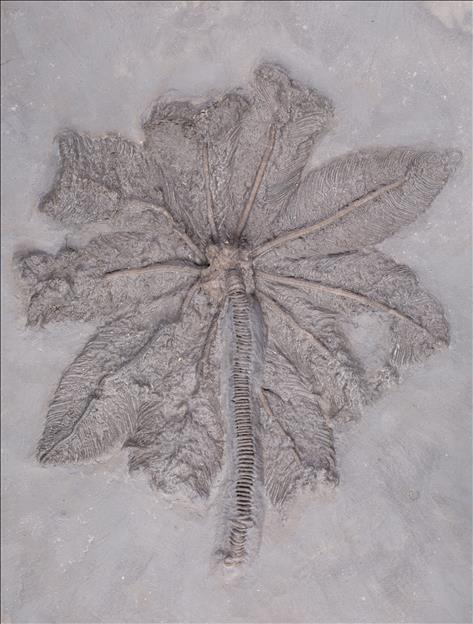 Picture of Dimerocrinites sp.