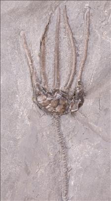 Picture of Lyriocrinus dactylus