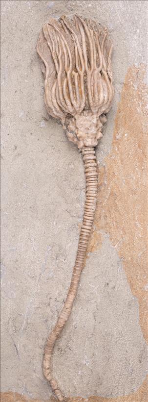 Picture of Thinocrinus gibsoni