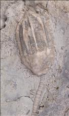 Picture of Eucalyptocrinus costatus