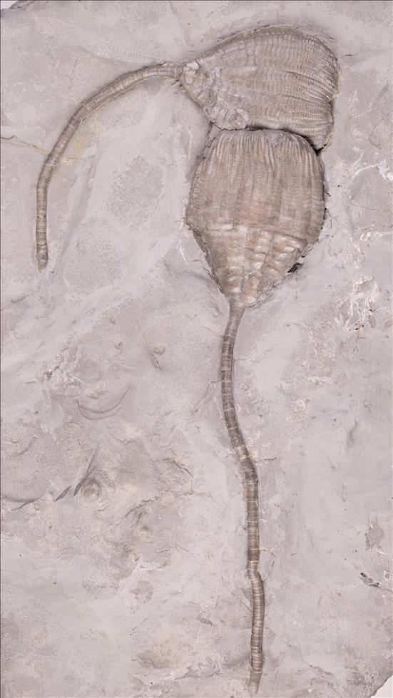 Picture of Ichthyocrinus laevis