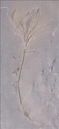 Picture of Thallocrinus sp.