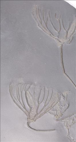 Picture of Parisangulocrinus zaeformis