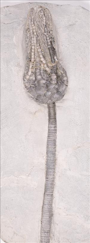 Picture of Pellecrinus hexadactylus