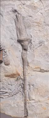 Picture of Catillocrinus wachsmuthi