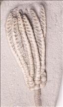 Picture of Decadocrinus tumidulus