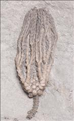 Picture of Hylodecrinus briareus