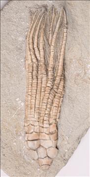 Picture of Hypselocrinus hoveyi