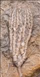 Picture of Culmicrinus vagulus
