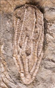 Picture of Aphelecrinus mundulus