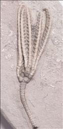 Picture of Histocrinus coreyi