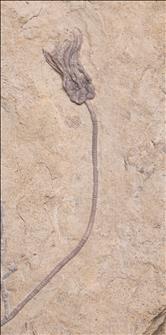 Picture of Cribanocrinus coxanus