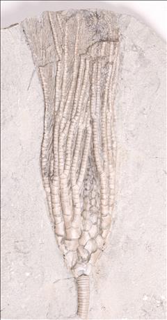 Picture of Cosmetocrinus gracilis