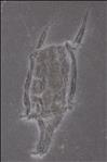 Picture of Rhenocystis latipedunculata