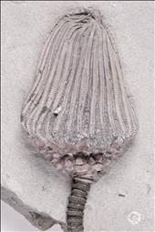 Picture of Dizygocrinus idianaensis