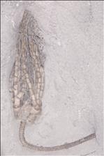 Picture of Lanecrinus depressus
