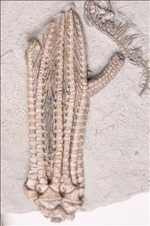 Picture of Aulocrinus bellus