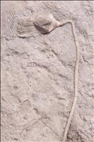 Picture of Pentremites sp.