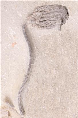 Picture of Cyathocrinites harrodi. specimen 2