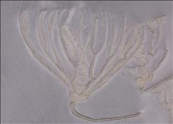 Picture of Parisangulocrinus zaeformis single speciman