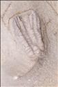 Picture of Sarocrinus varsoviensis first specimen