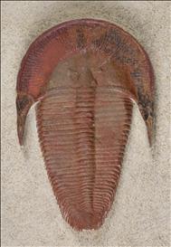 Picture of Right Harpides sp. trilobite